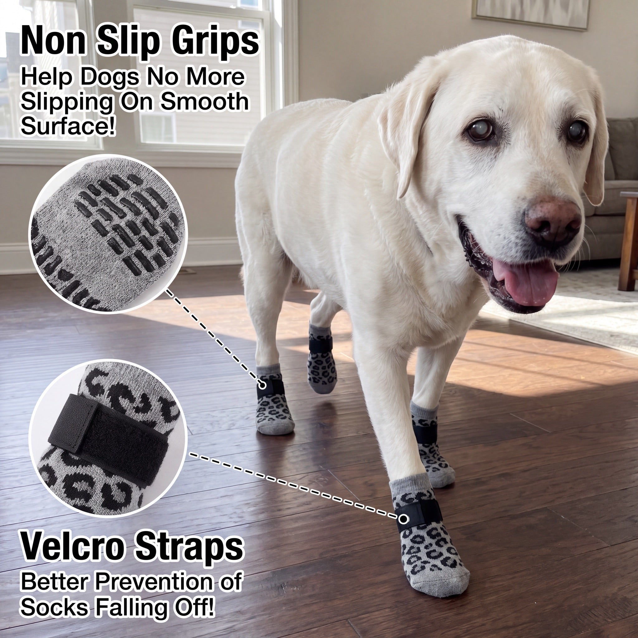 Non-slip grips and velcro straps on a white Labrador