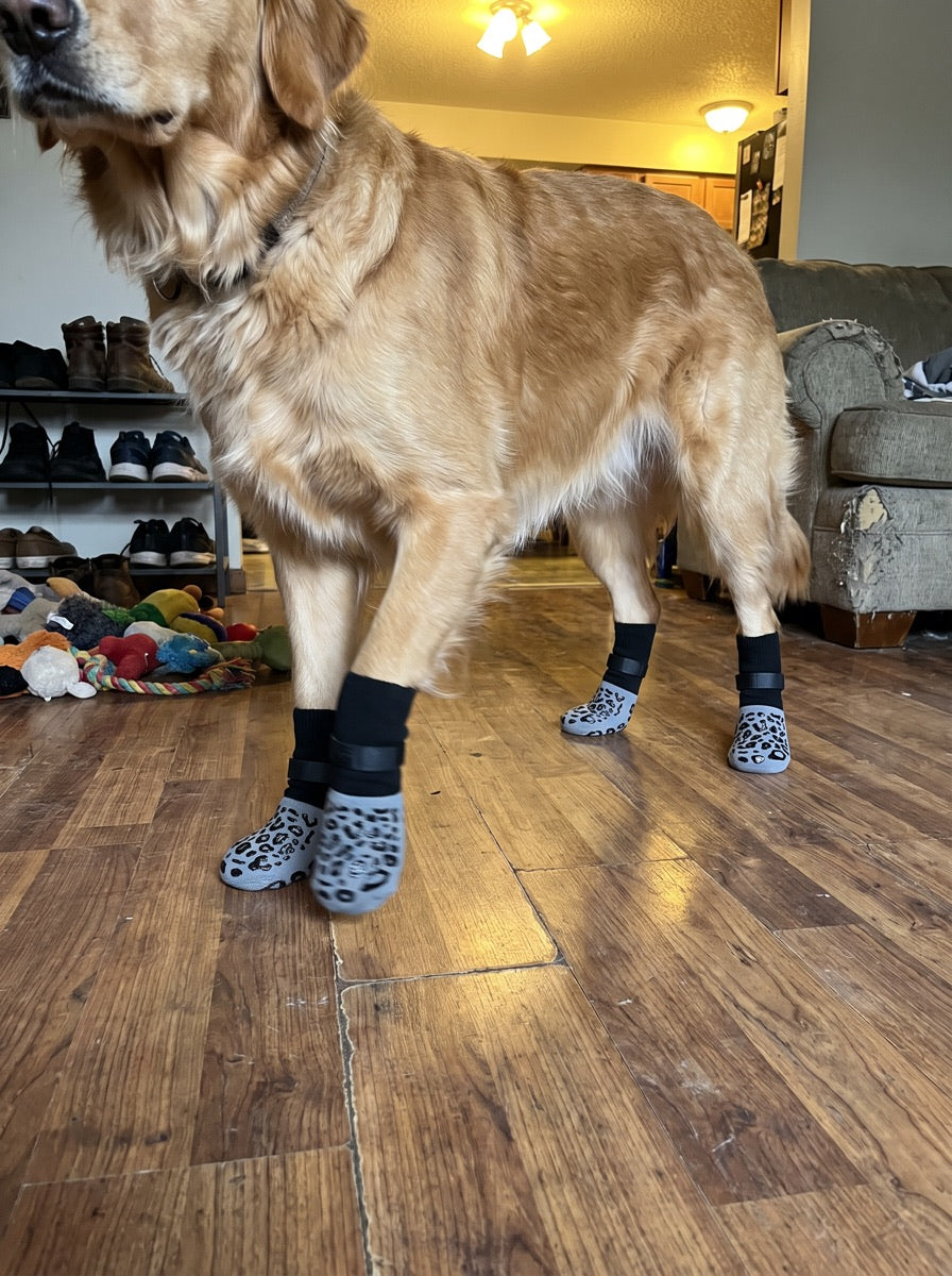 Rowan N. dog wearing NorthPup non-slip socks
