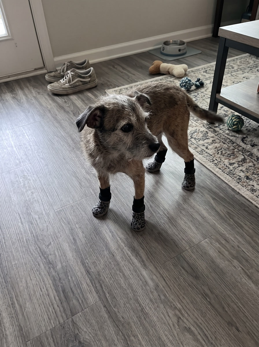 Kaylin M. dog wearing NorthPup non-slip socks