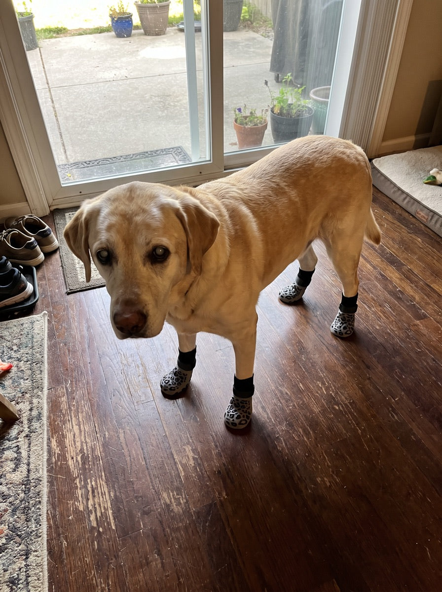 Eddie S. dog wearing NorthPup non-slip socks